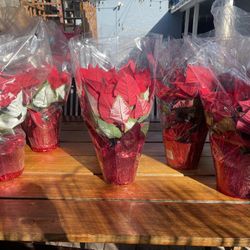 Natural Poinsettias 