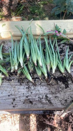 Free Aloe Vera