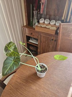 Alocasia Regal Shield Props