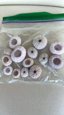 Seashells/collector