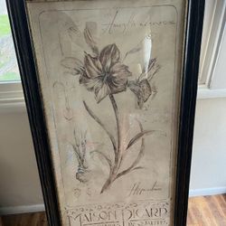 Amaryllis Drawing With Frame 