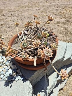 succulent plant 14"inch wide by 5"inch tall