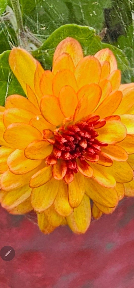 Very Large MUM In Pot. Very Large Pot