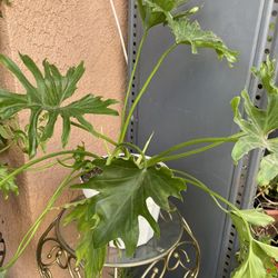 HERMOSAS PLANTAS NATURALES “PHILODENDRON PLANT “