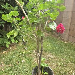 Jeranio Plant 