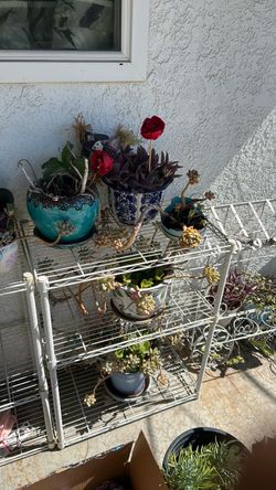 Succulents