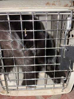 Pet carrier