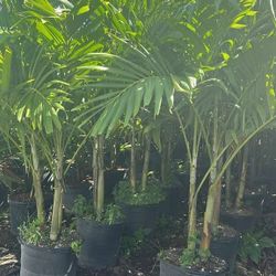 Christmas Palms About 7  Feet Tall Instant Privacy Hedge For Fence