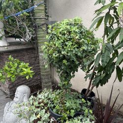 Topiary