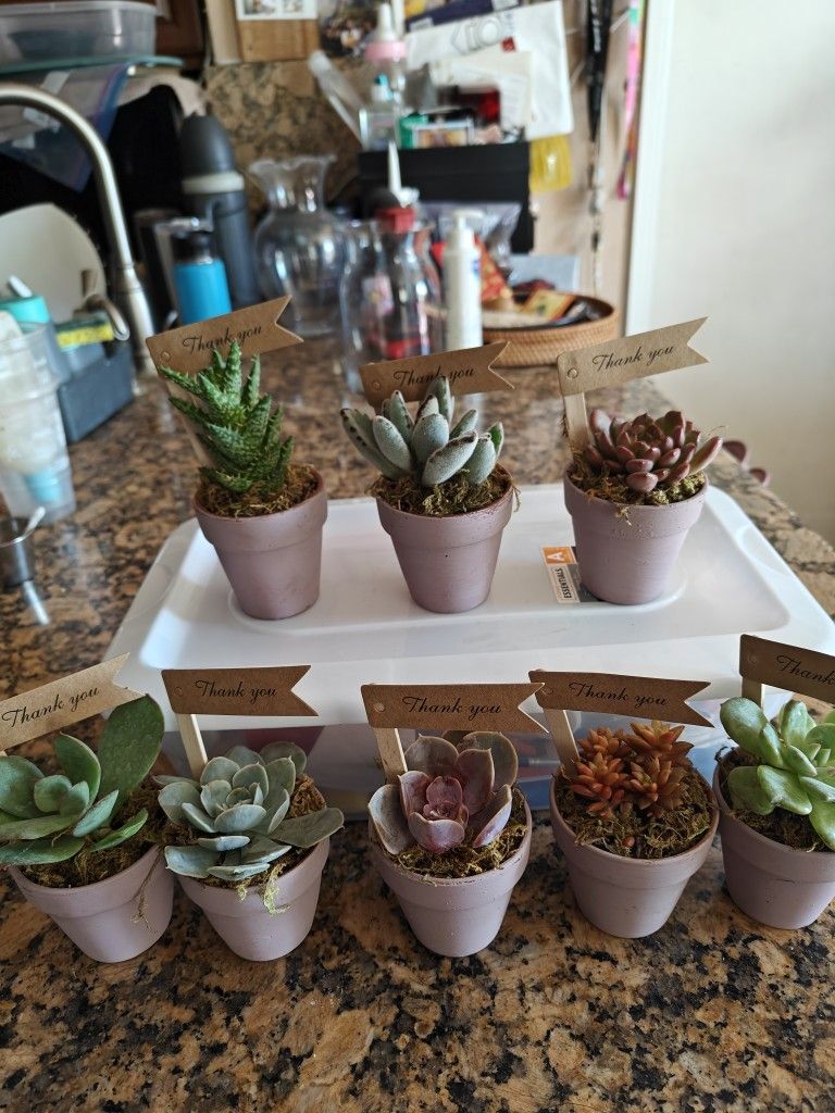Succulents Party Favors In 2.5" Lavender Terracotta Pots 