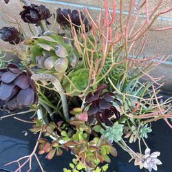 Beautiful Healthy Succulents And Agave Plants Drought Free Desert 🌱
