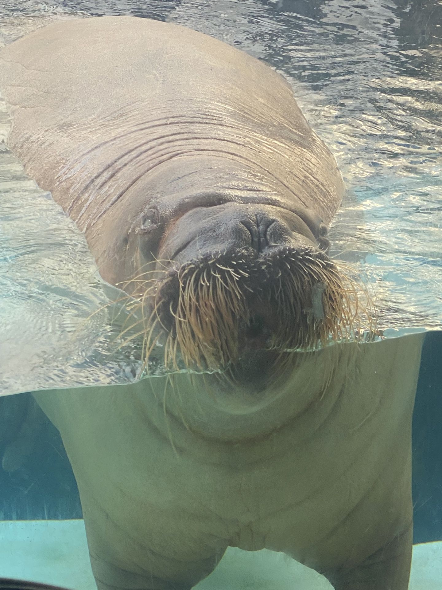 seaworld tickets 