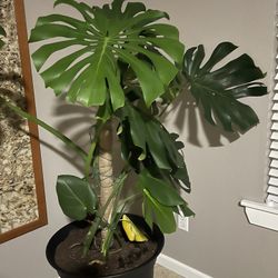 Monstera   Plant