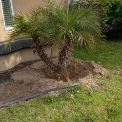 2 Free Palm Trees 