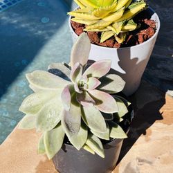 Beautiful Succulents 