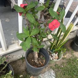 Crown of thorns 