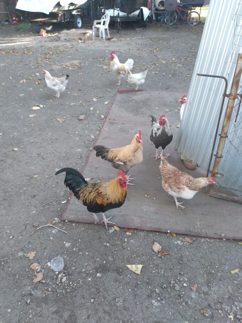 Pollos para caldo