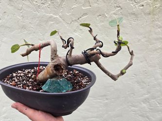 Sea grape bonsai