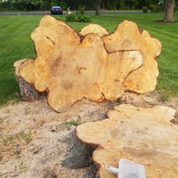 Silver Maple Leaf 