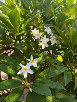 Plumeria cutting
