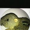 Banana_Rat_Attack