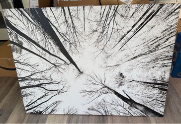 Large 48in x 36in Black and White Tree Canopy Canvas Print