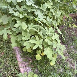 Baby Okra Plants 