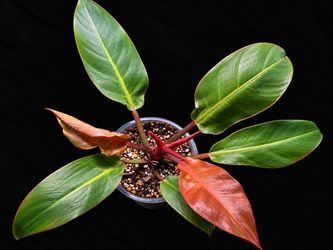 Philodendron Prince of Orange – Established Plant with Stunning New Growth