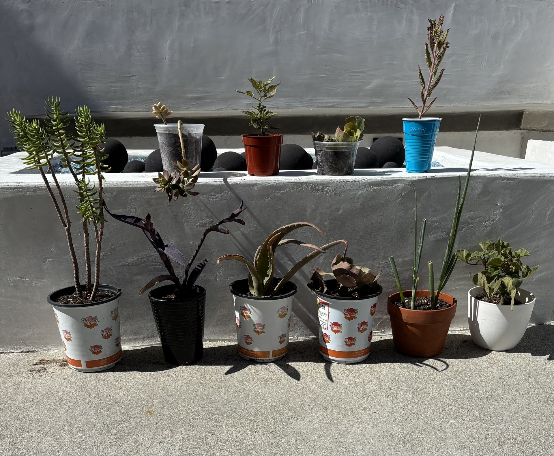 lot of 10 plants / succulents / flowers / vegetables