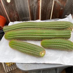 San Pedro Cactus Cuttings 