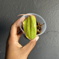 Philodendron Painted Lady