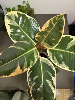 Ficus