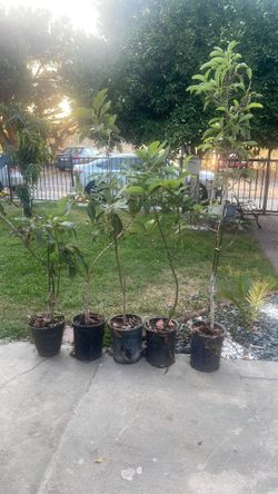 hass avacado trees 4 feet tall