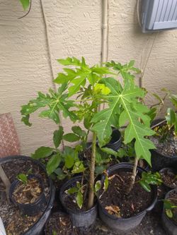 Papaya tree