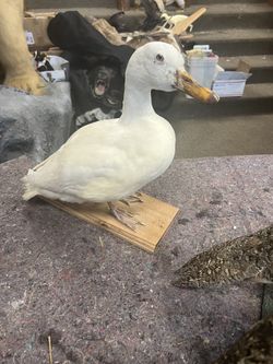 Duck taxidermy