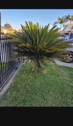 Large Mature Sago Palm Trees MALE AND FEMALE Take One Or Both  You Dig Up.  Make An Offer