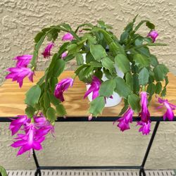 Pink Christmas cactus in a white ceramic pot 🪴🌺
