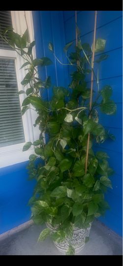 Plantas