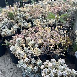 Succulents