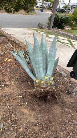 Blue Agave 3.5 Feet Tall