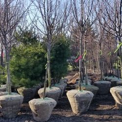 TREES For Sale - Many Sizes / Varieties