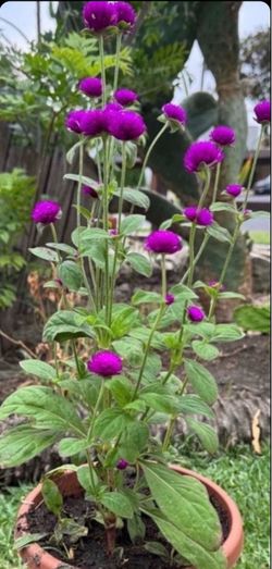 Beautiful Purple Gomphrena globosa !!!!