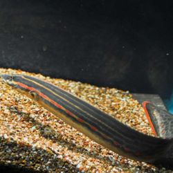 Fire Eel 