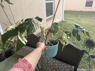 Monstera Albo Highly Variegated  