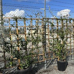 Star Jasmine Trellis