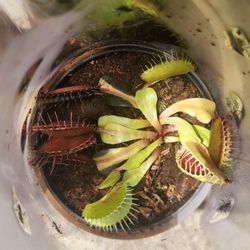 Venus flytraps 