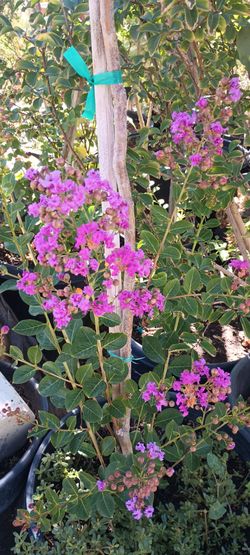 Crape Myrtle trees and bushes.