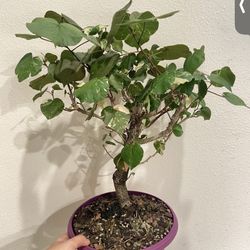 Houseplant Bonsai Hibiscus Variegated In 8 Inch Bonsai Pot