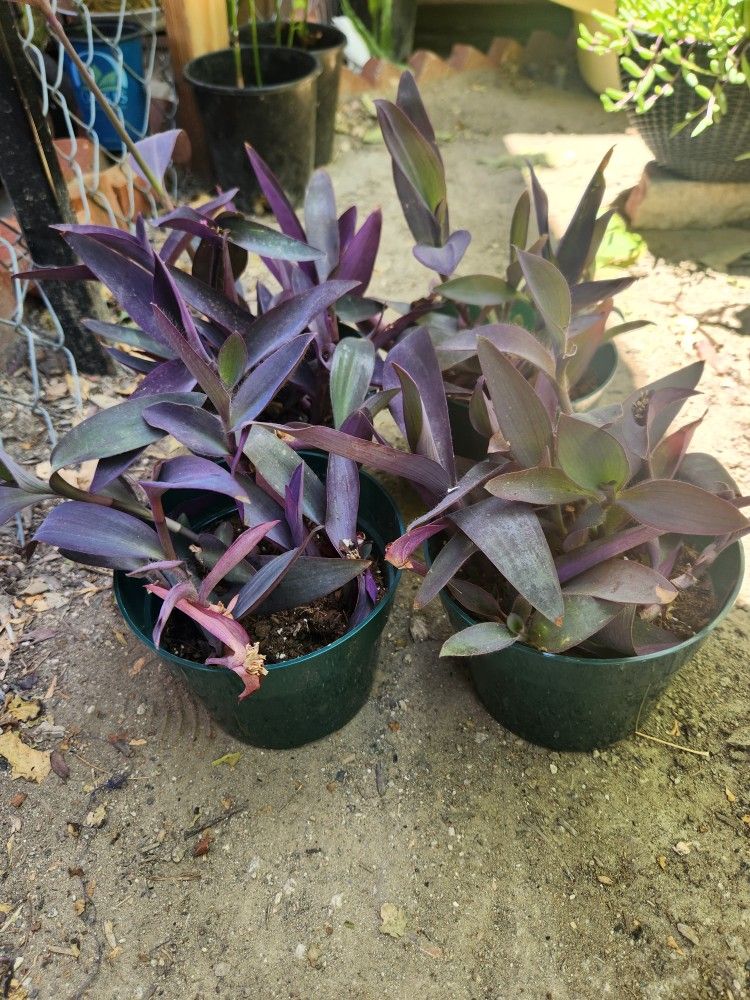 purple heart tradescantia succulent