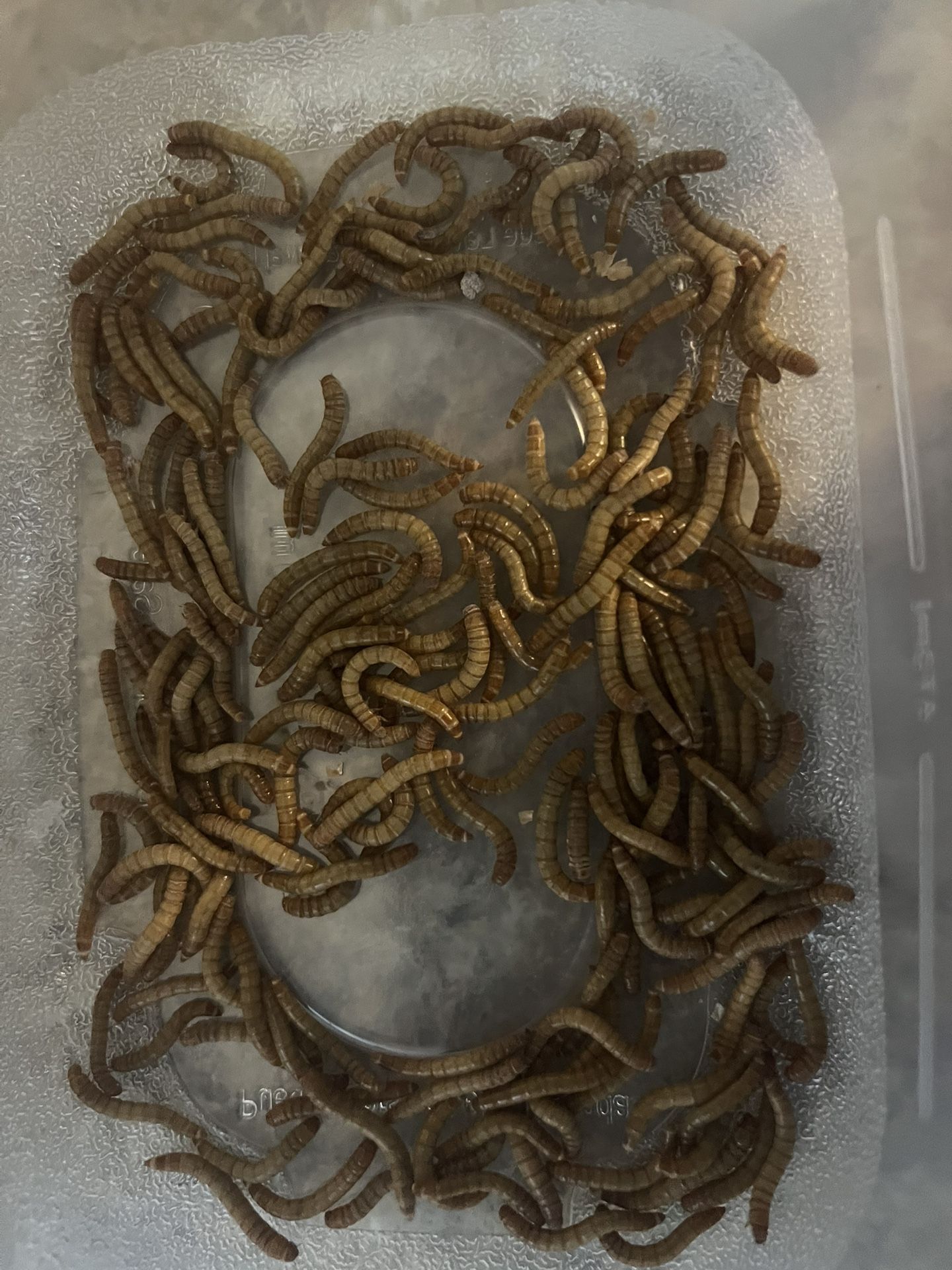Farm-Raised Organic Mealworms – Fresh, Clean, and Nutrient-Rich